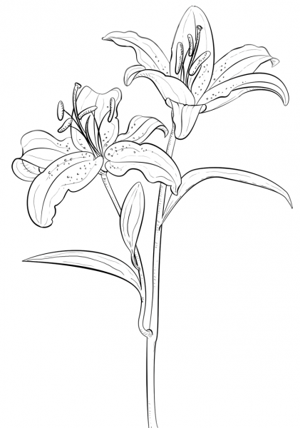 Tiger Lily coloring page image