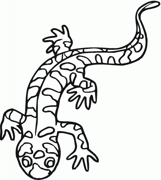 Tiger salamander coloring page image