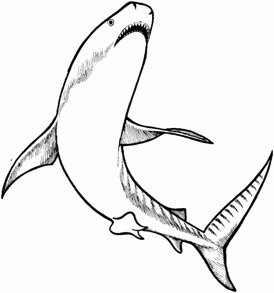 Tiger Shark coloring page image