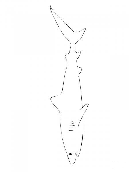 Tiger Shark Outline coloring page image