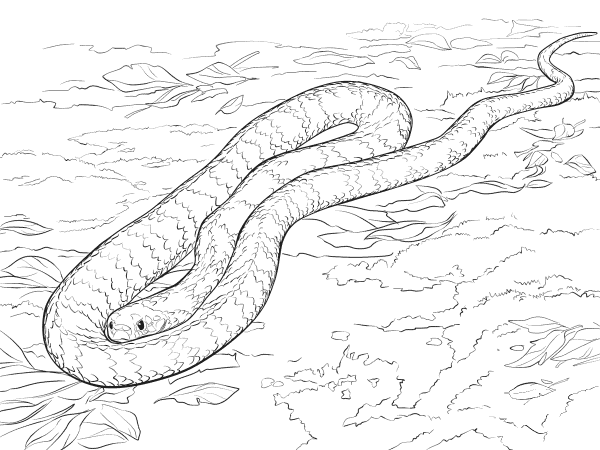 Tiger Snake coloring page image