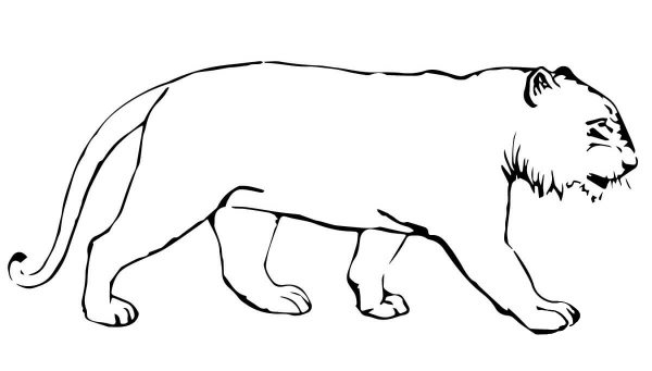 Tiger Without Stripes coloring page image