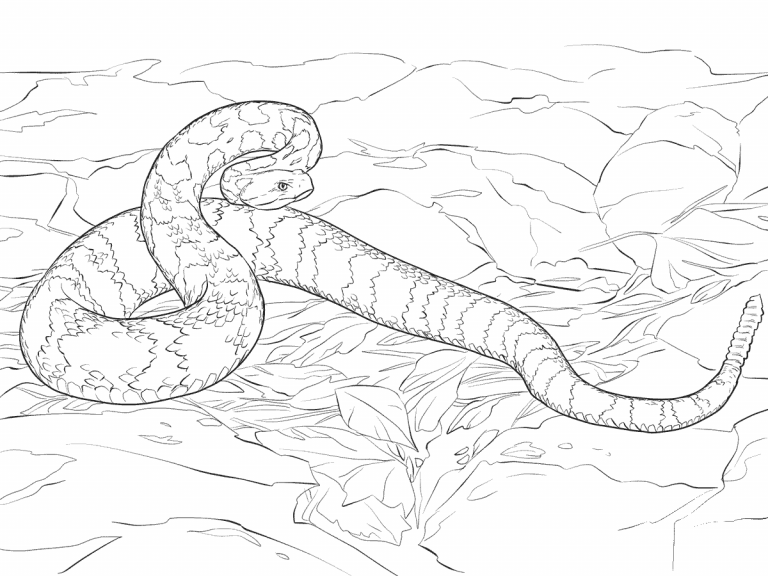 Timber Rattlesnake coloring page - ColouringPages
