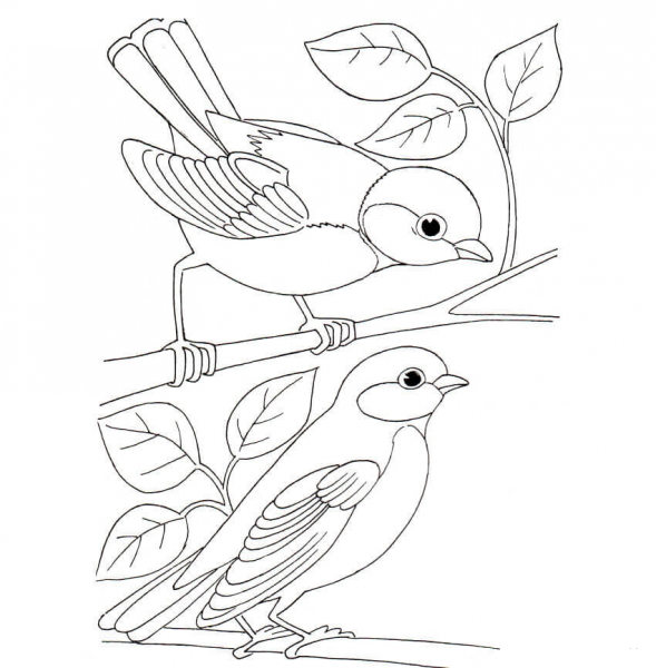 Tit Birds coloring page image