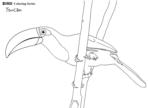Toco Toucan coloring page image