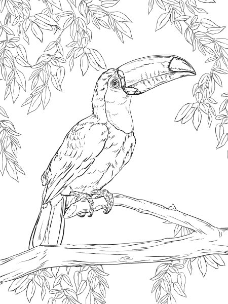 Toco Toucan coloring page image