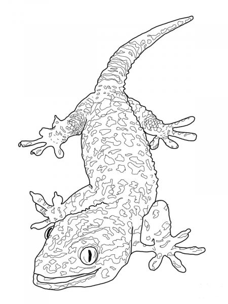 Tokay Gecko coloring page image