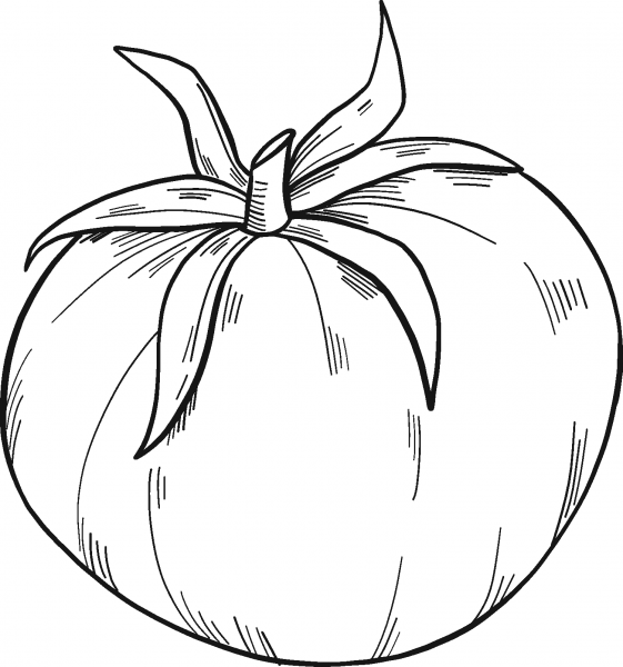 Tomato coloring page image