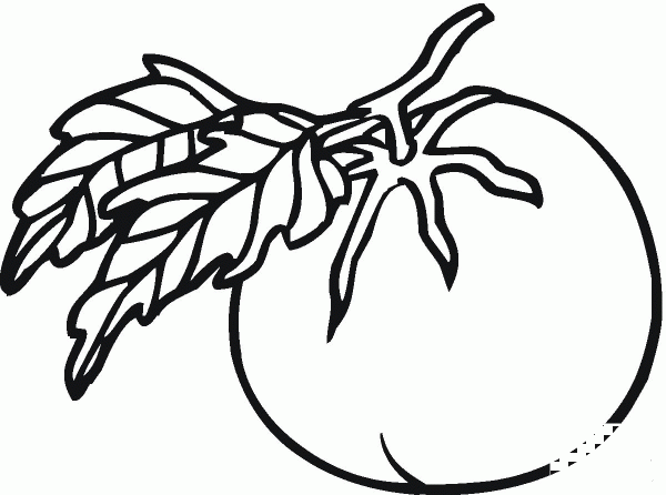Tomato coloring page image