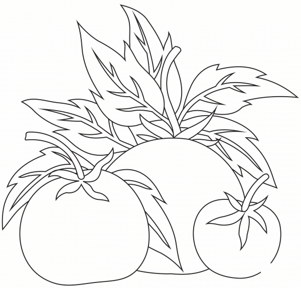 Tomato coloring page image