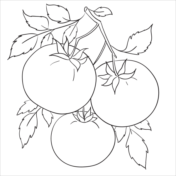 Tomato coloring page image