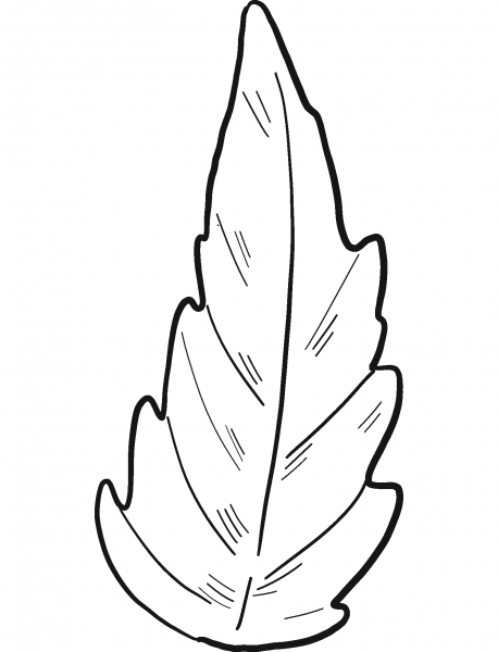 Tomato Leaf coloring page image