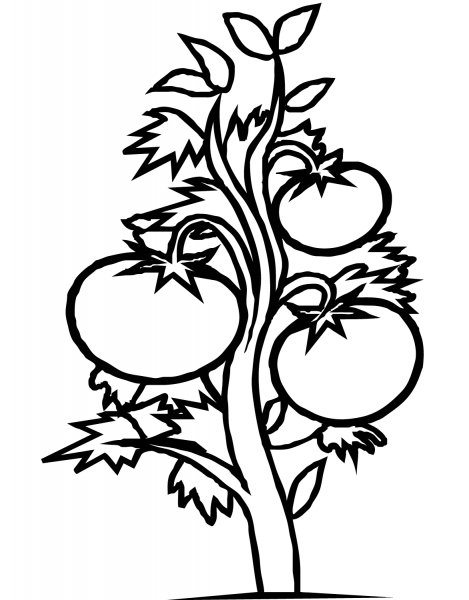 Tomato Plant coloring page image