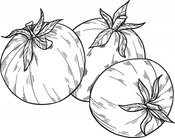 Tomatoes coloring page image