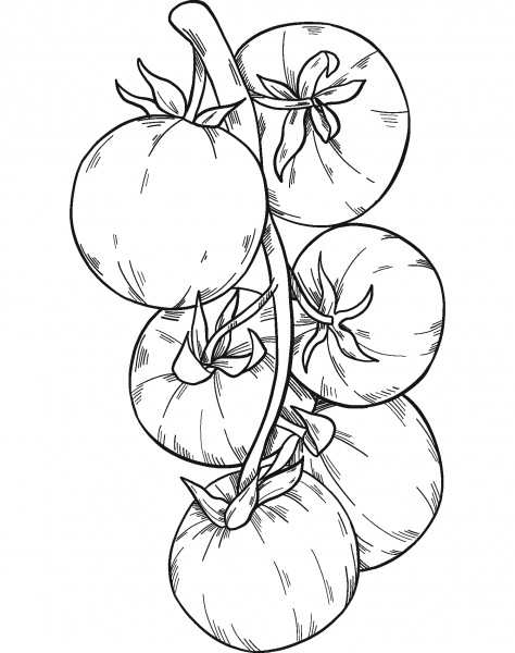 Tomatoes coloring page image