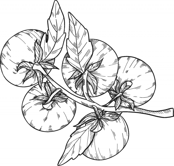 Tomatoes coloring page image