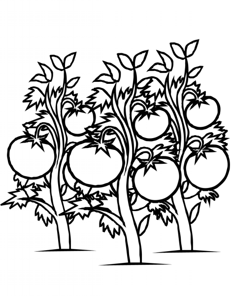 Tomatoes Plants coloring page image