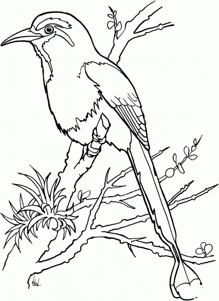 Torogoz Bird coloring page image