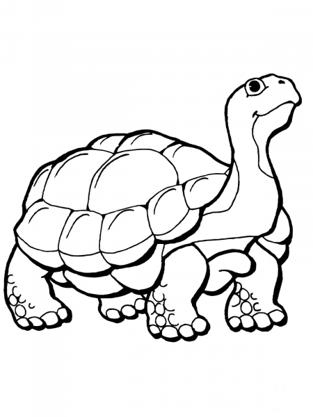 Tortoise coloring page image