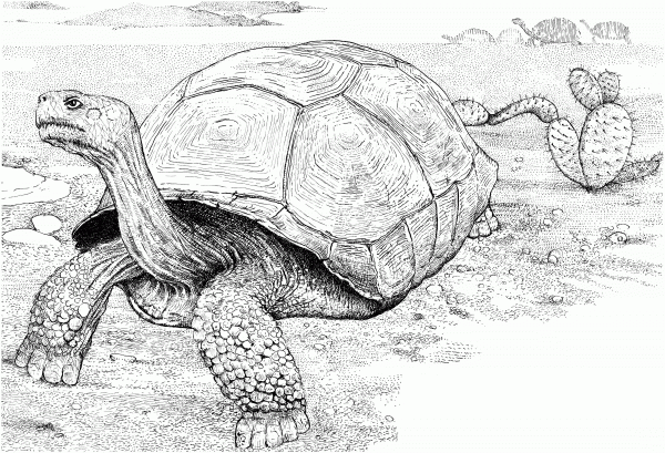 Tortoise in a Desert coloring page image