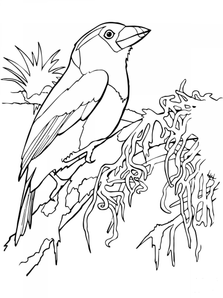 Toucan Barbet coloring page image