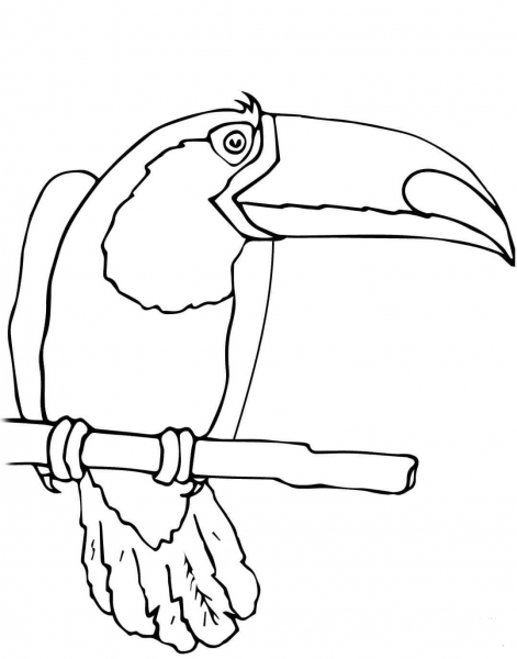 Toucan Bird coloring page image