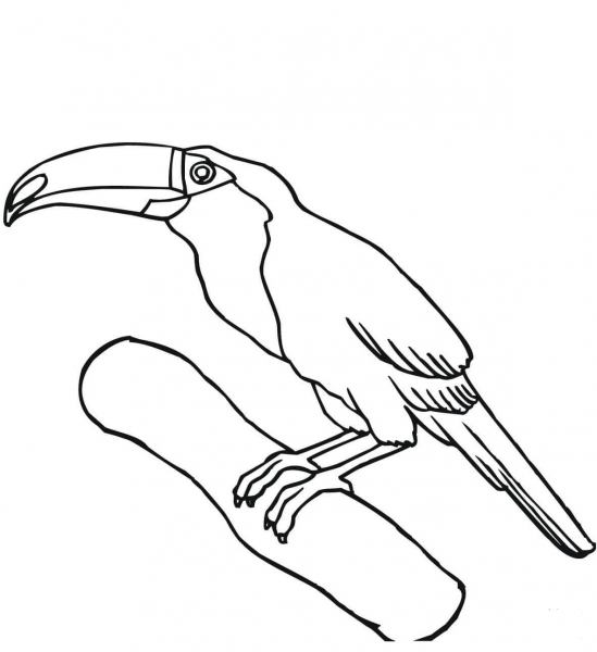 Toucan on a Branch coloring page image