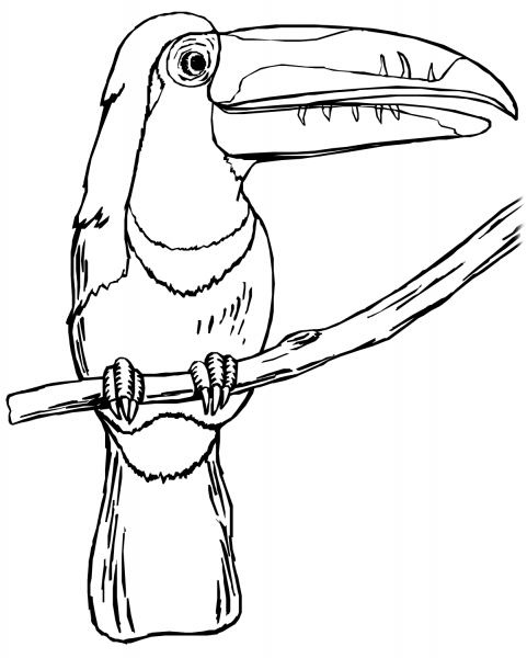 Toucan on the Tree  coloring page image
