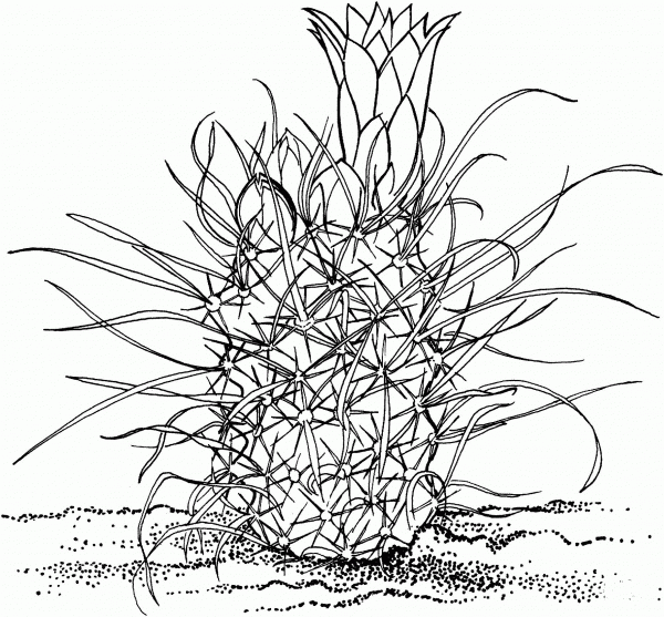 Toumeya Papyracantha or Gramma Grass Cactus coloring page image