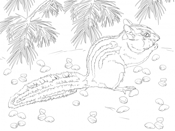 Townsend’s Chipmunk coloring page image