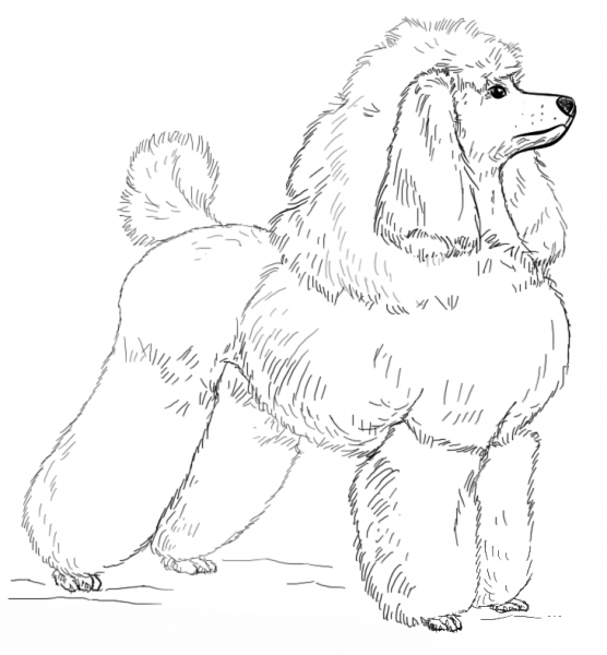 Toy Poodle coloring page image