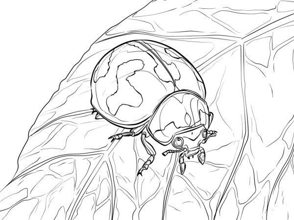 Transverse Lady Beetle coloring page image