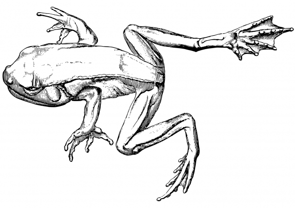 Tree Frog coloring page image