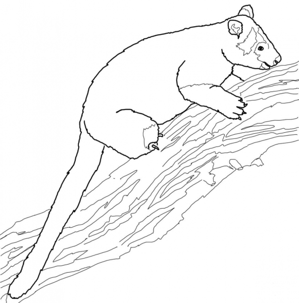 Tree Kangaroo coloring page image
