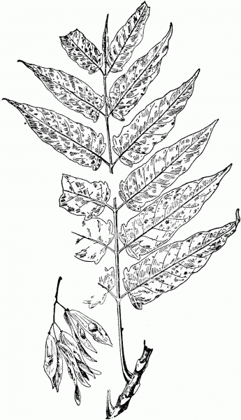 Tree of Heaven Branchlet coloring page image
