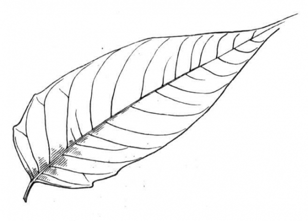 Tree of Heaven Leaf coloring page image