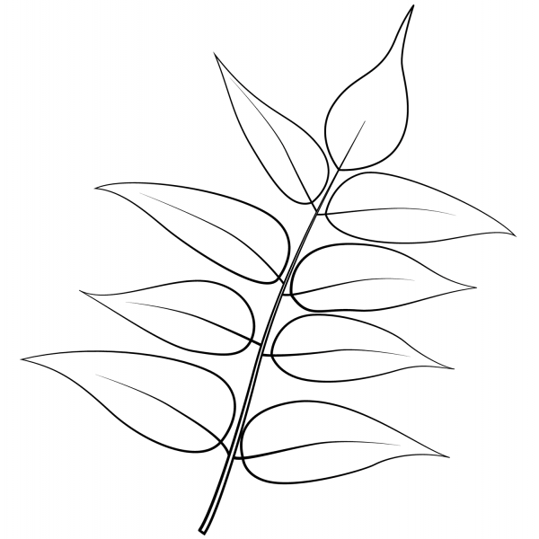 Tree of Heaven Leaf coloring page image