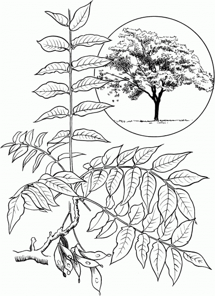 Tree of Heaven or Ailanthus coloring page image