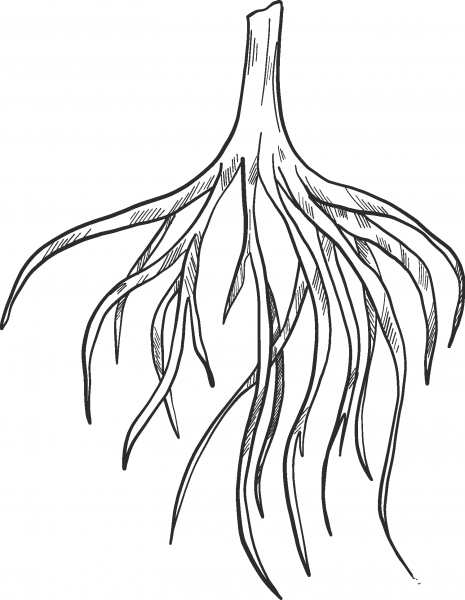 Tree Roots coloring page image