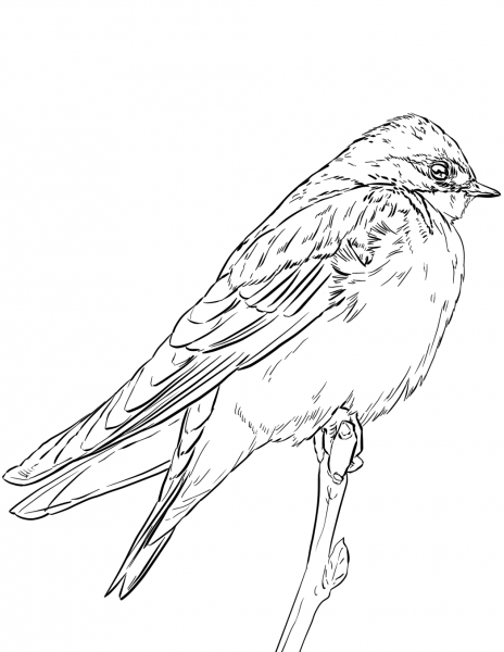 Tree Swallow coloring page image