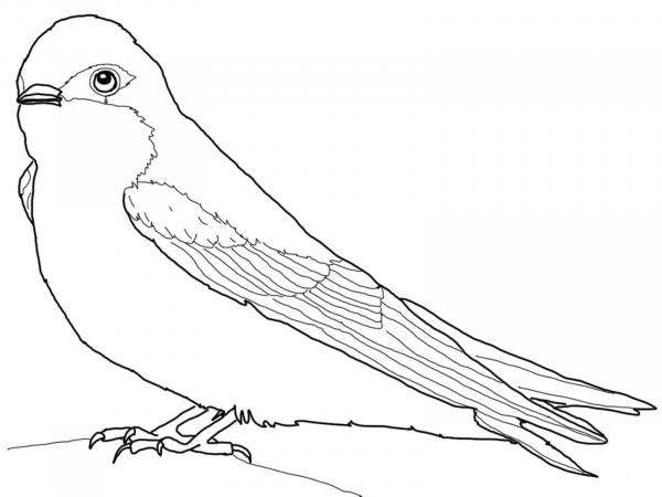 Tree Swallow coloring page image