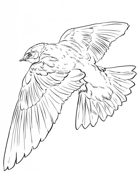 Tree Swallow in Flight coloring page image