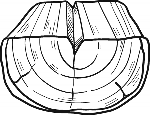 Tree Trunk coloring page image
