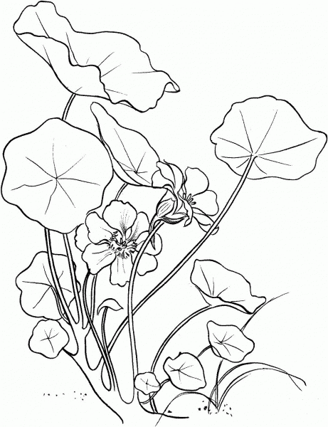 Tropaeolum Majus or Garden Nasturtium coloring page image