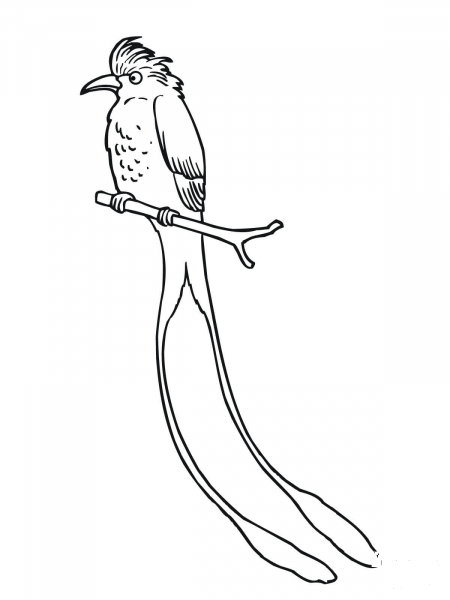Tropical Scissor Tailed Flycatcher coloring page image