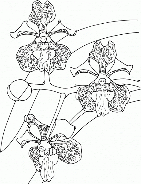 Tropical Vanda Tricolor Orchid coloring page image