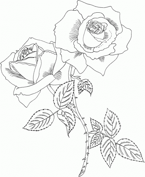 Tropicana Hybrid Tea Rose coloring page image