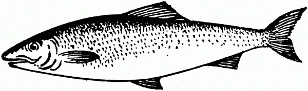 Trout coloring page image