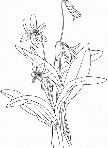 Trout Lily or Fawn Lily or Dog’s Tooth Violet coloring page image