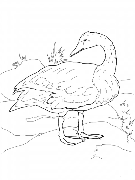Trumpeter Swan on Shore coloring page image